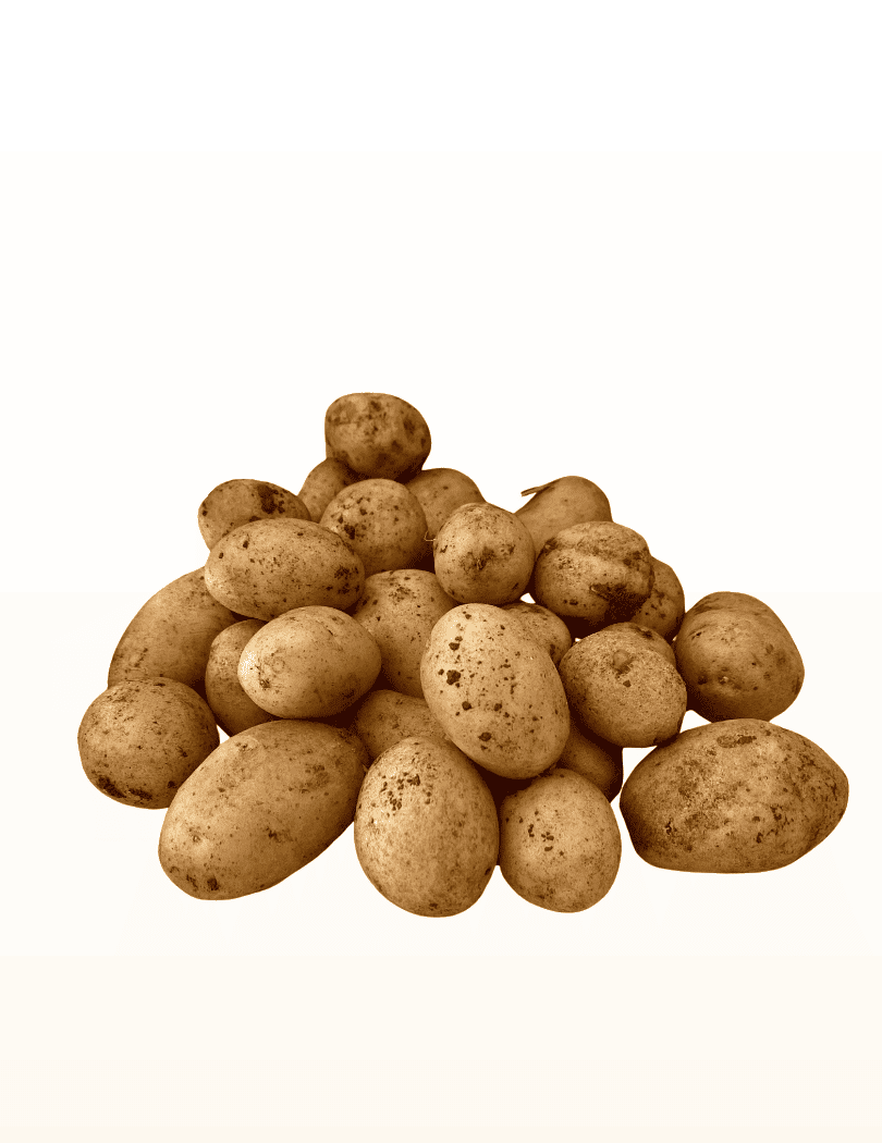 Pomme de terre Grenaille