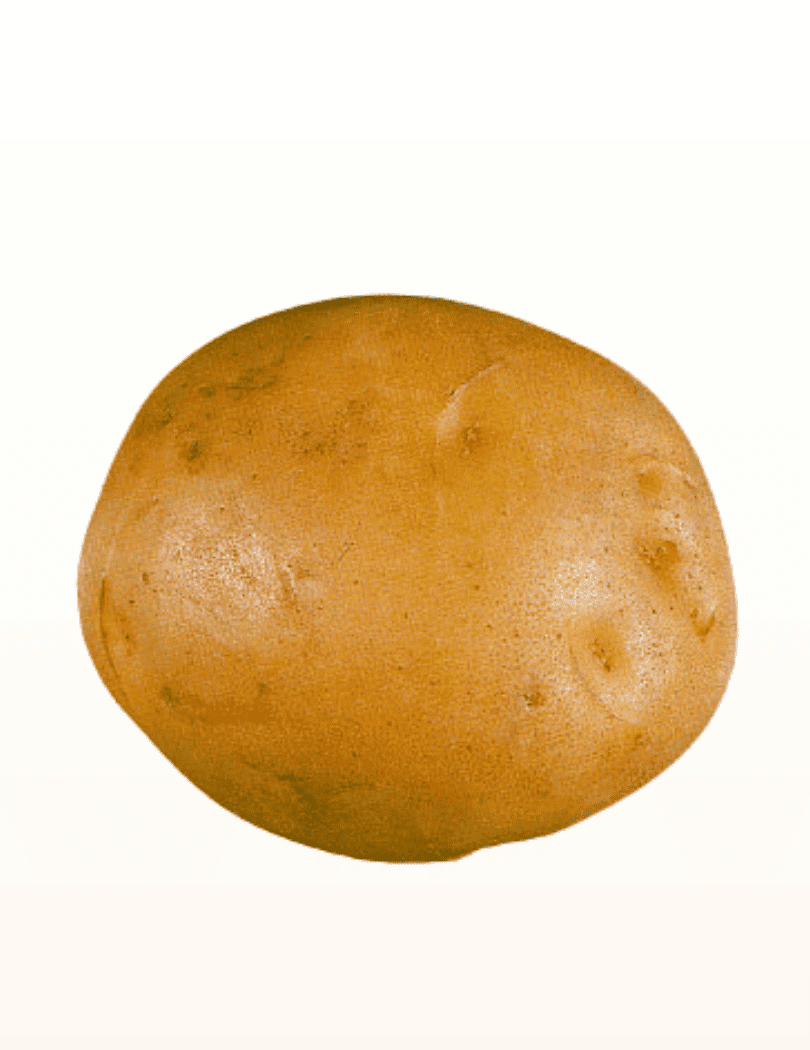 Pomme de terre KENNEBEC