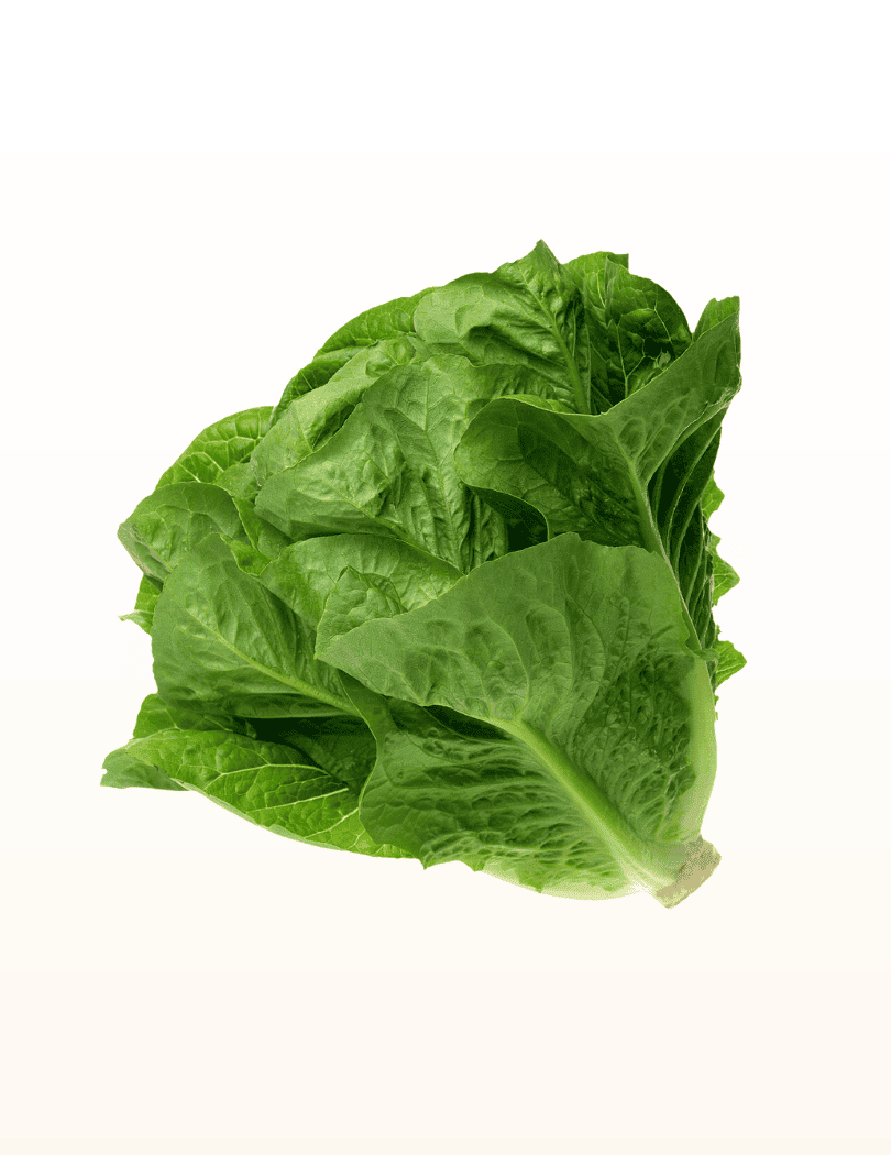 Romaine
